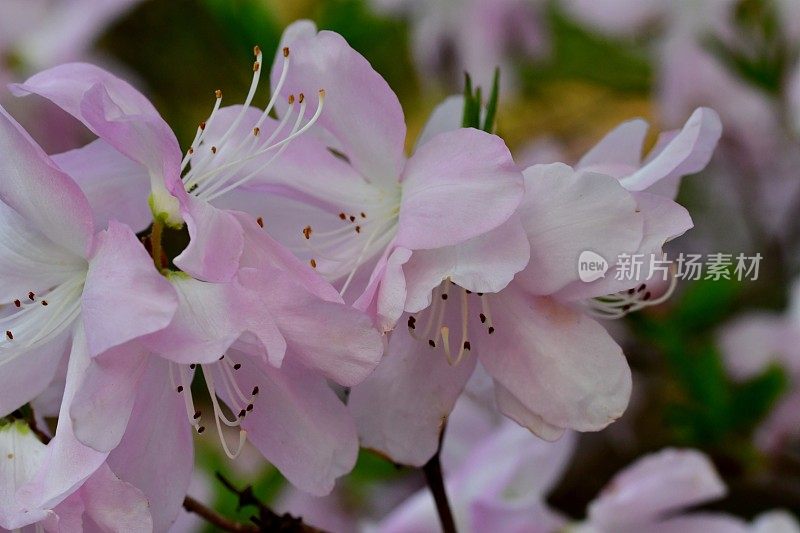 杜鹃花/皇家杜鹃花